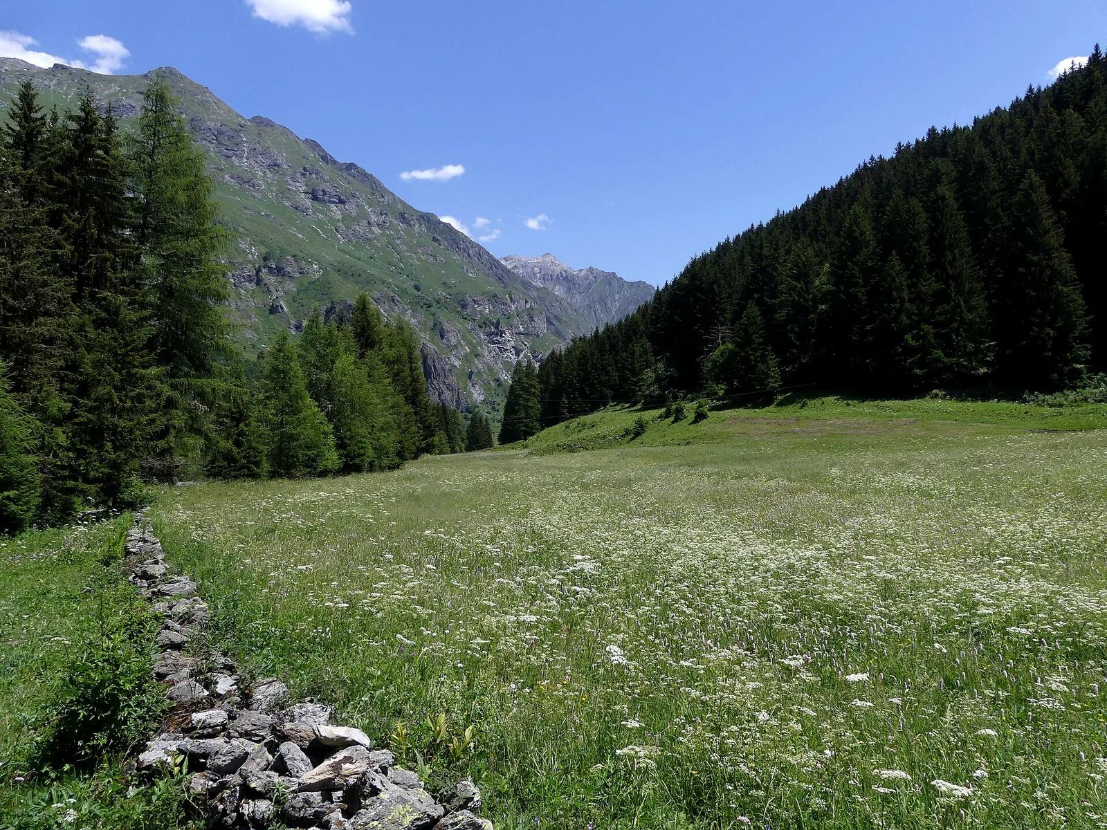 Flower meadow in Champagny-le-Haut valley with mountains behind